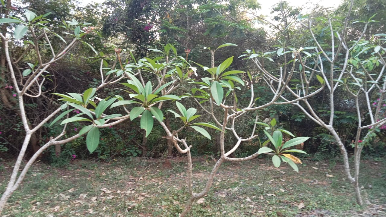 White Trumpet Vine